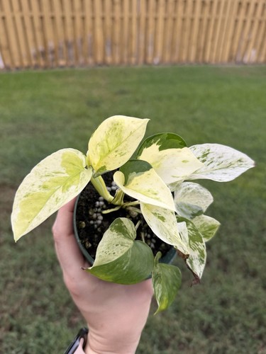 Global japan variegated - japan’,