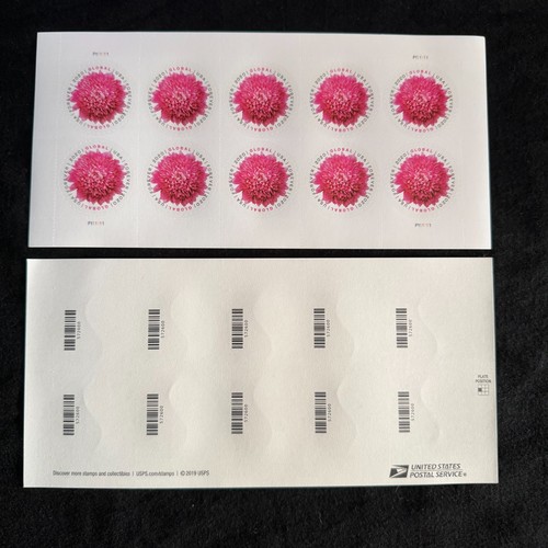 Chrysanthemum global forever - chrysanthemum,